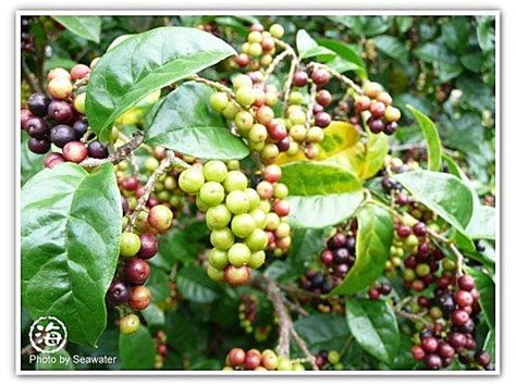 枯里珍果實可以吃嗎|花草植物園藝 